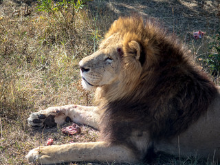 Obraz premium Lion eats meat and bones while lying in grass on safari