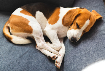 Naklejka na ściany i meble Curled up beagle dog tired sleeps on a cozy couch in funny position. Adorable canine background
