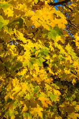 Autumn texture of yellow leaves close-up.