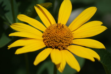 Echinácea purpúrea