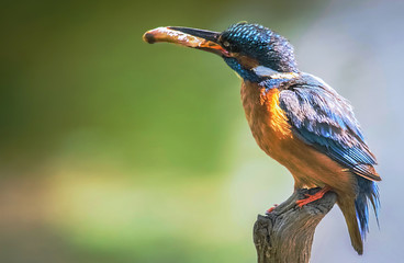 A common kingfisher with its catch perched on a tree branch in London England
