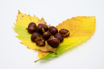 châtaignes sur une feuille