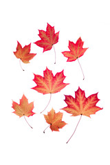 Transparent red leaves on isolated white background.