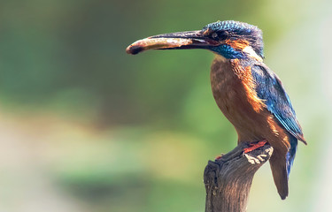 A common kingfisher with its catch perched on a tree branch in London England