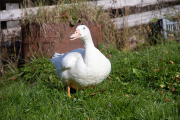 White domestic ducks walk on the green grass in the garden. Poultry