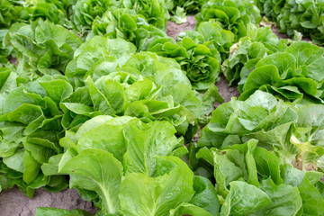 Green, organic lettuce field