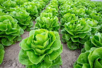 Green, organic lettuce field