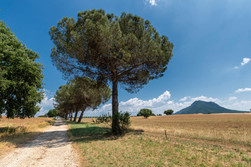 Rural landscape in the Rome province