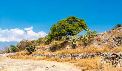 Cactuses at the Yagul archaeological site in Mexico