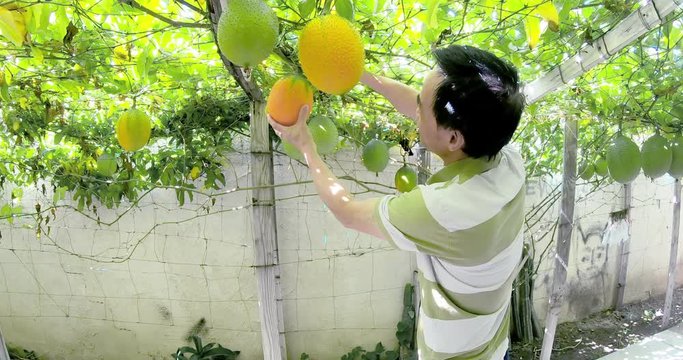4k- A garden man pick the ripe gac fruit from his garden in the back yard