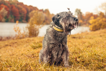 Miniature schnauzer dog for a walk in the autumn park. Dog with a haircut for a walk. . Dog on a walk.