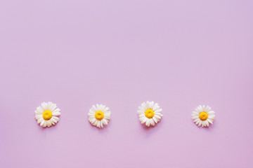 Minimalistic background with camomile flowers. Copy space for text.