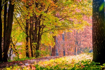 Fototapeta na wymiar Autumn park landscape. Golden autumn . Sunny day in the autumn park with yellow trees. Beautiful landscape.