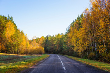 Naklejka premium A rural road runs through an autumn forest.