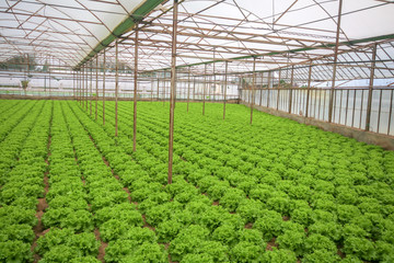Green lettuce field, Antalya / Turkey