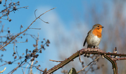 UK's national Bird, The Robin