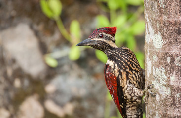  Red-backed Woodpecker in Sri Lanka