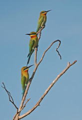 Thee blue tailed bee eater on a tree branch in sri lanka