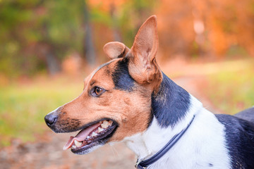 Dog Jack Russell Terrier for a walk in the park. Home pet. Dog walking in the park. Autumn Park.