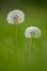 Fototapeta premium Löwenzahn