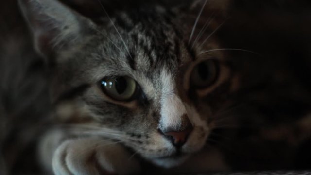 Sleepy cat gets scared by surrounding sounds: Pupile gets dilated