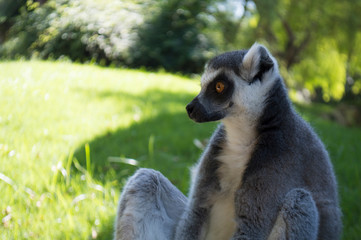 Katta