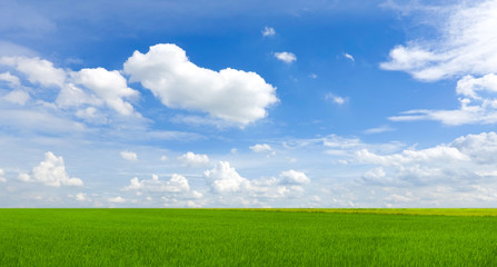 sky and green field background panorama