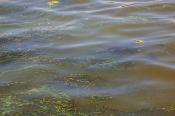 Green water in the Dnieper. Trash floating in the river. Background like texture..
