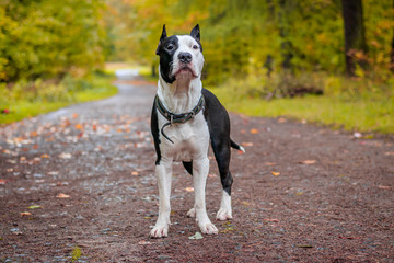 Amstaff dog on a walk in the park. Big dog. Bright dog. Light color. Home pet. Black and white dog