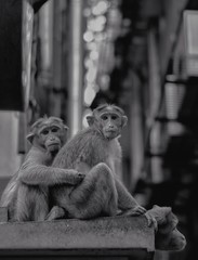 japanese macaque sitting on the ground