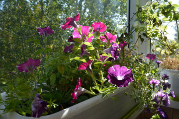 Sunny day in small container garden on the balcony. Petunia flowers are lit by the sun.