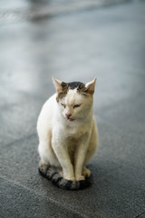 a stray cat sitting on the sidewalk at BGC