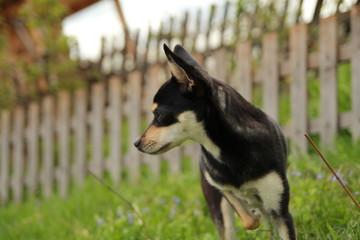 pinchar dog. Dog in the summer in the yard on the grass.