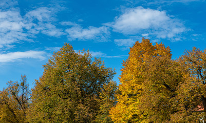 Fototapeta premium the beautul nature with its trees, leafs and the blue sky. a perfect indian summer 
