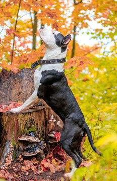 Amstaff dog on a walk in the park. Big dog. Bright dog. Light color. Home pet. Black and white dog