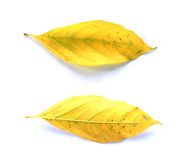 Fototapeta premium leaf isolated