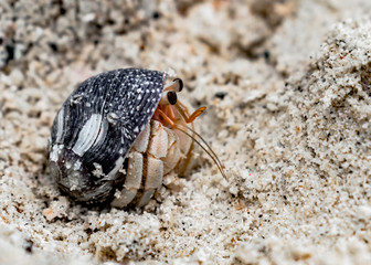 Scientific Name: Coenobita rugosus, commonly known as Hermit Crab, is peeping from its shell on beach, to observe its surroundings through its flagellum and antennae. A crustacean of family Paguroidea