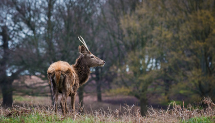 Red Deer found in United Kingdom