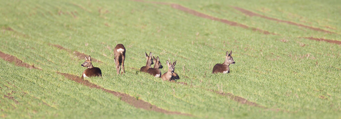 Ein Sprung Rehe © JENSZUECHNER