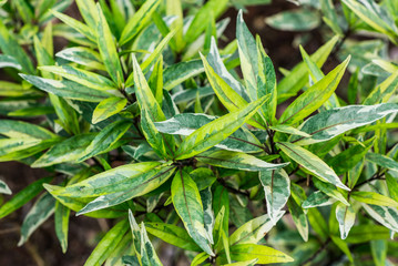Closeup fresh white green spotted leaves of Justicia Fragilis (Justicia Flagilis Wall. Var. Variegata) are growing on tree in tropical garden