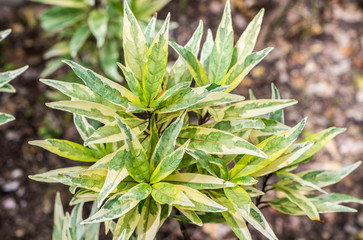 Obraz premium Closeup fresh white green spotted leaves of Justicia Fragilis (Justicia Flagilis Wall. Var. Variegata) are growing on tree in tropical garden