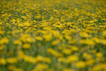 Wiese mit Löwenzahn