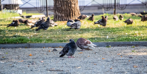 Pigeons in the park. A flock of pigeons on the green grass..