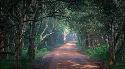 One of the many road ways inside Wilpathu national park in Sri Lanka