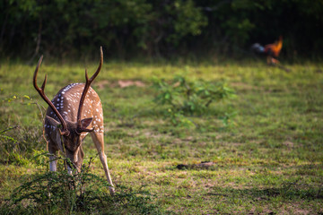 Spotted Deer in Sri Lanka