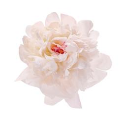 White blooming peony without a background