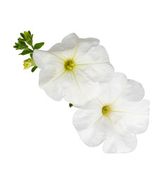 Mallow white perennial