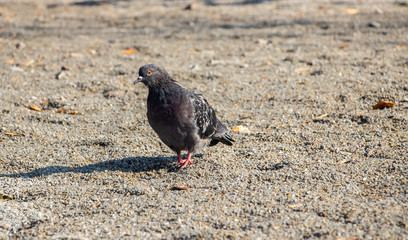 Pigeons in the park. A flock of pigeons on the green grass..