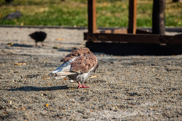 Pigeons in the park. A flock of pigeons on the green grass..