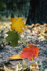 maple leaves in bright vibrant autumnal colors falling down